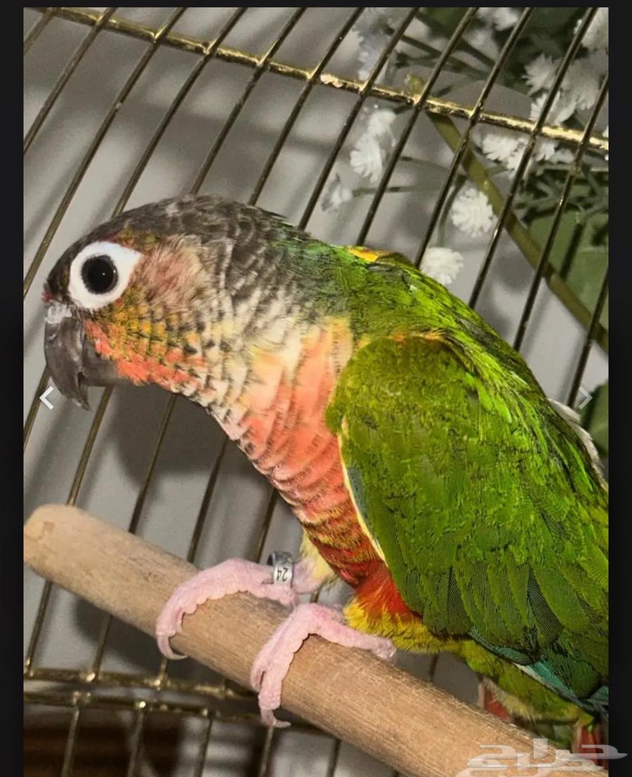 ببغاء طير كينور للبيع64554857861763110