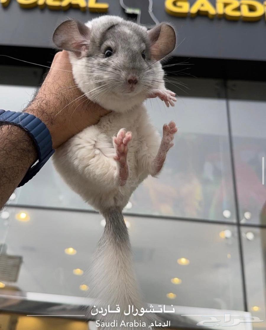 The Owner of the Softest Fur in the World64560024095361113