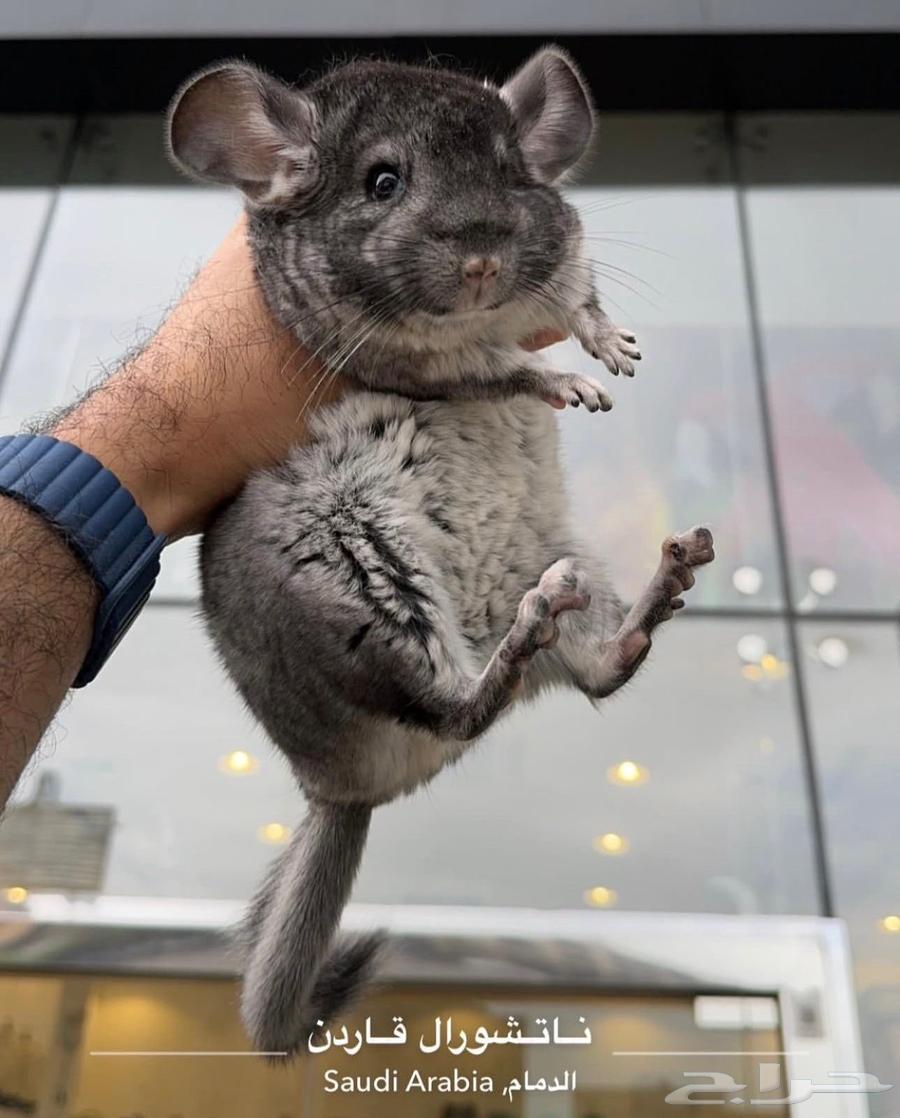 The Owner of the Softest Fur in the World64560024095361112