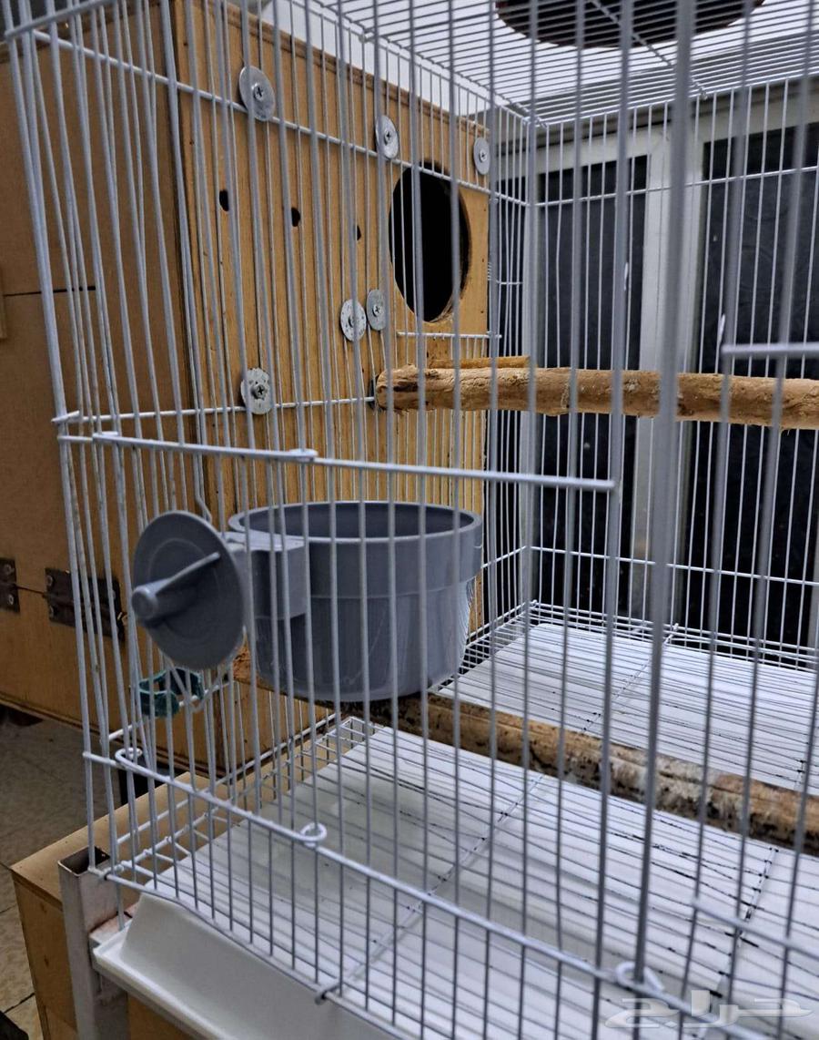 أستاند وأقفاص 610 مع البياضات (( تم البيع ))64557962284673110