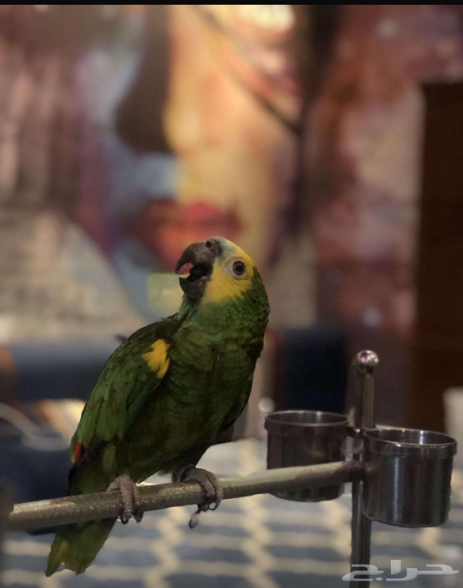 ببغاء امروني64561699471875110