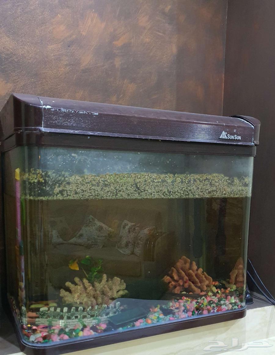 حوض سمك كبير مع ملحقاته64559687819266110