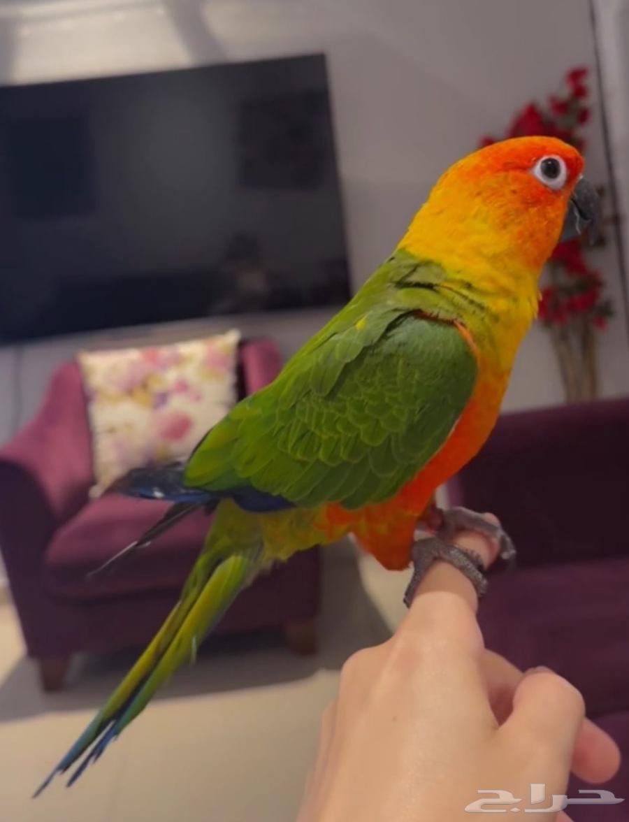 King Jindai Junior64554760402307110