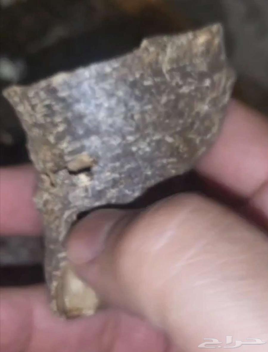 قواقع وزوايا فيتنامي فاخر جدا64557642907522114