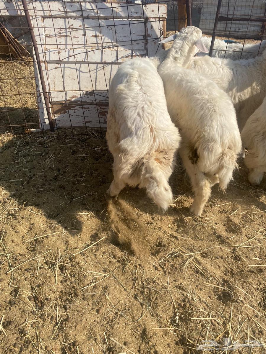 Italian lambs with slaughter and delivery64555956903297111