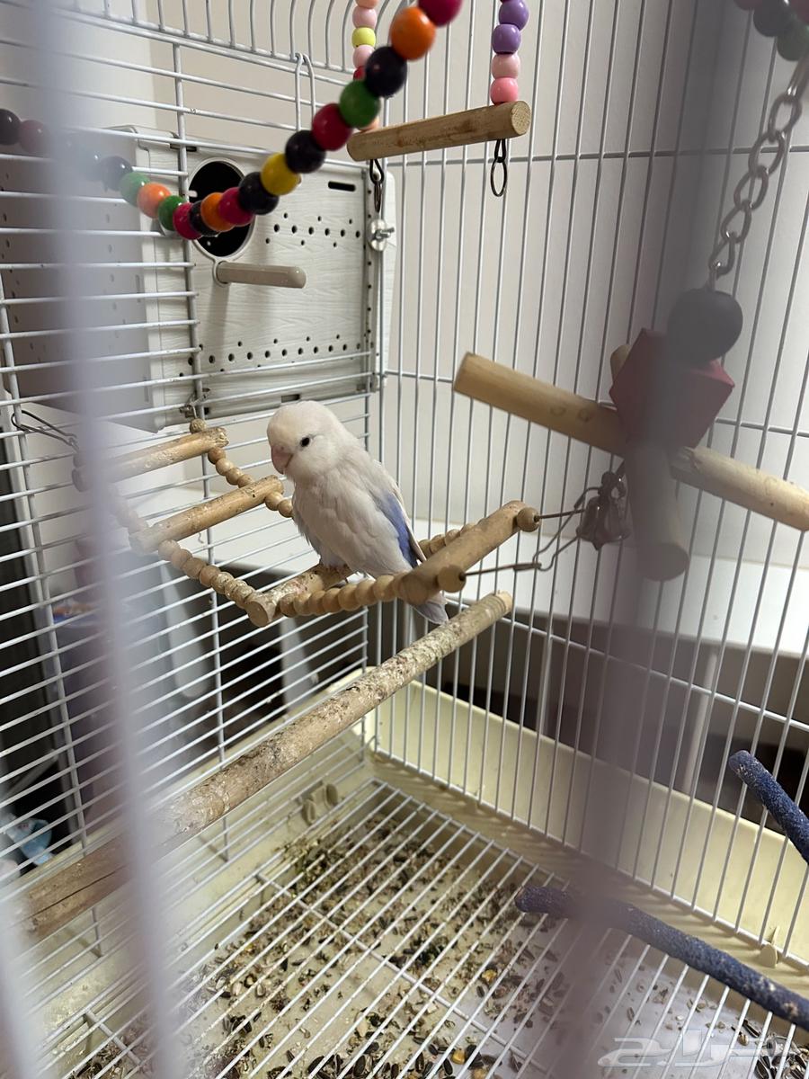 طيور روز زوج مبيضه64556399377027110