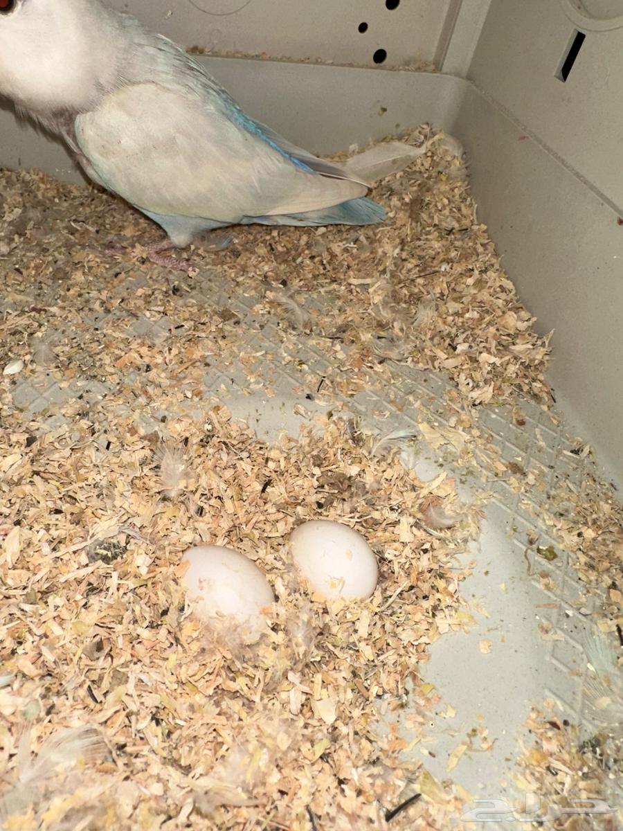 طيور روز زوج مبيضه64556399377027112