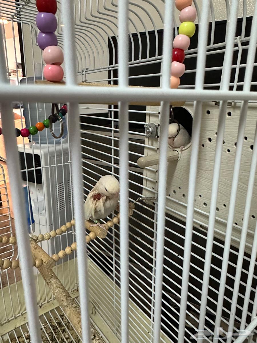 طيور روز زوج مبيضه64556399377027111