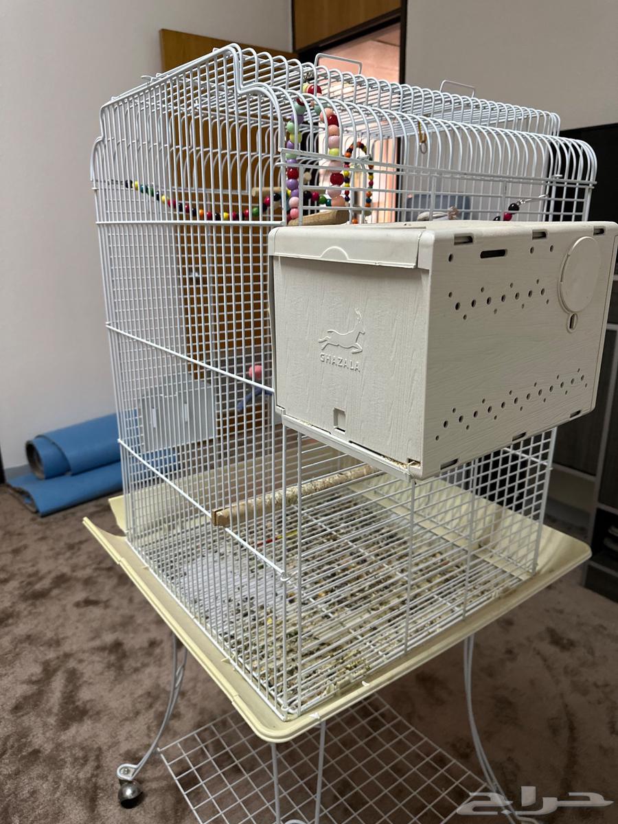 طيور روز زوج مبيضه64556399377027113