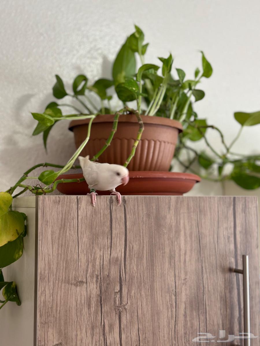 طيور روز زوج مبيضه64556399377027114