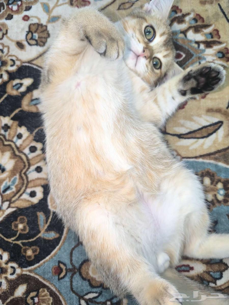 سكوتش للبيع64535917370113110