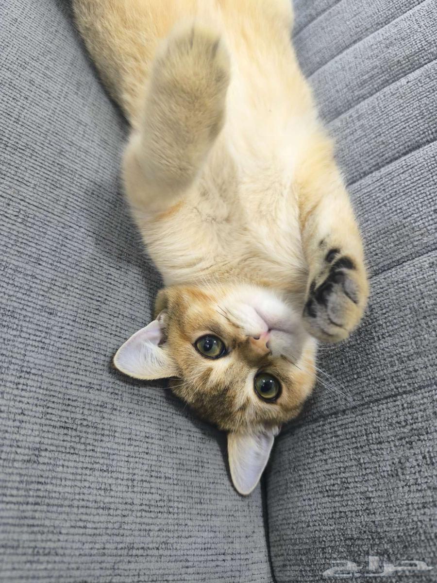 سكوتش للبيع64535917370113111