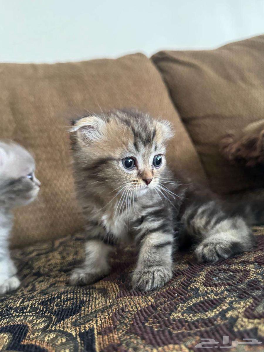 Cat Sketch Fold64557865510785111