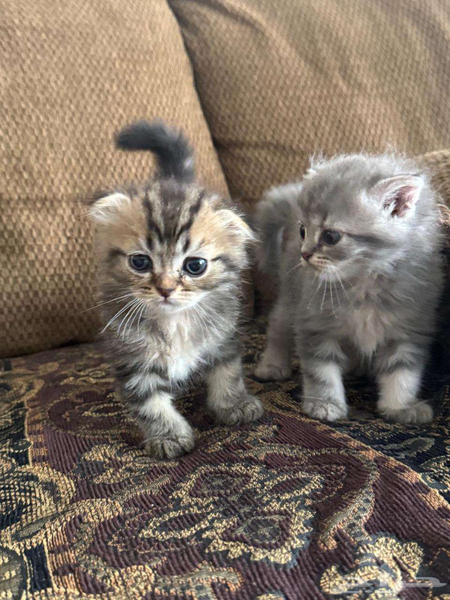 Cat Sketch Fold64557865510785110