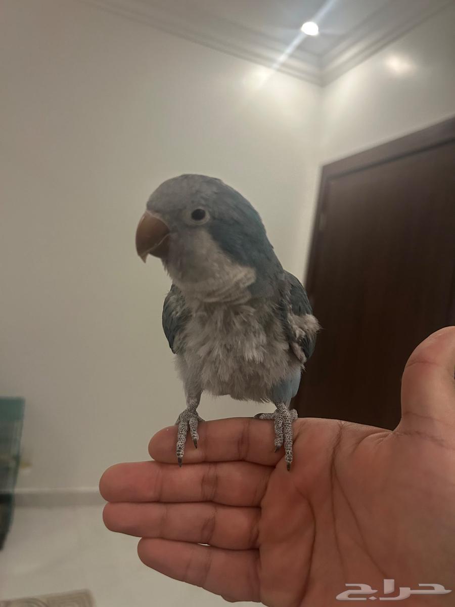 Al-Ahsa Quaker64558252774403112