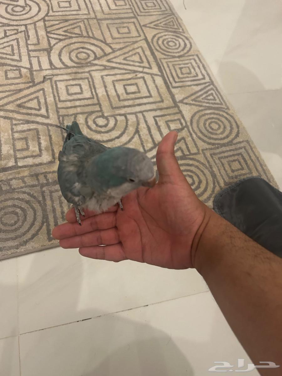 Al-Ahsa Quaker64558252774403114