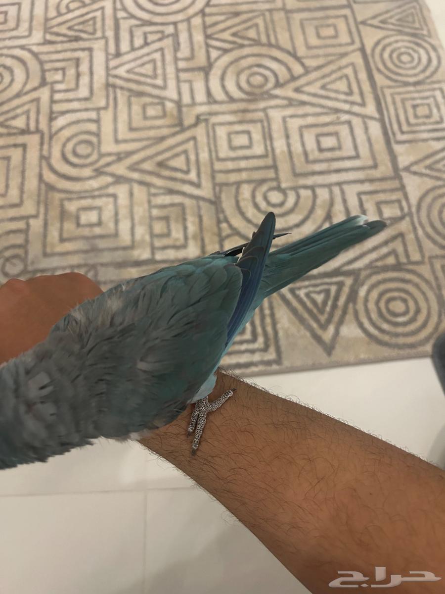 Al-Ahsa Quaker64558252774403113