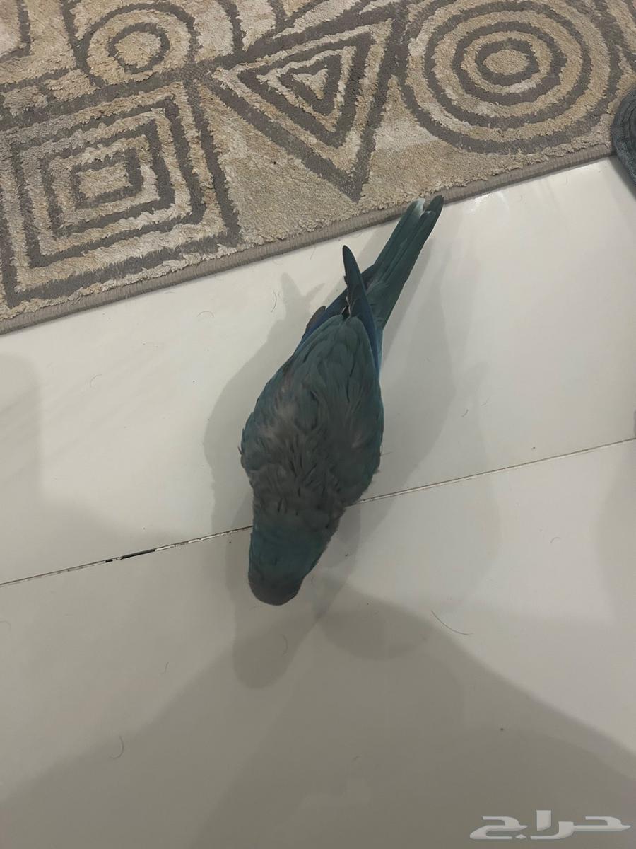 Al-Ahsa Quaker64558252774403110