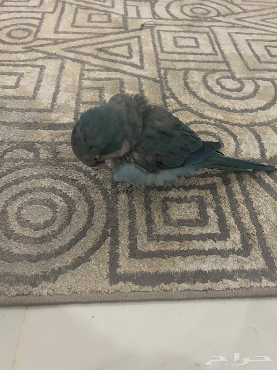 Al-Ahsa Quaker64558252774403111