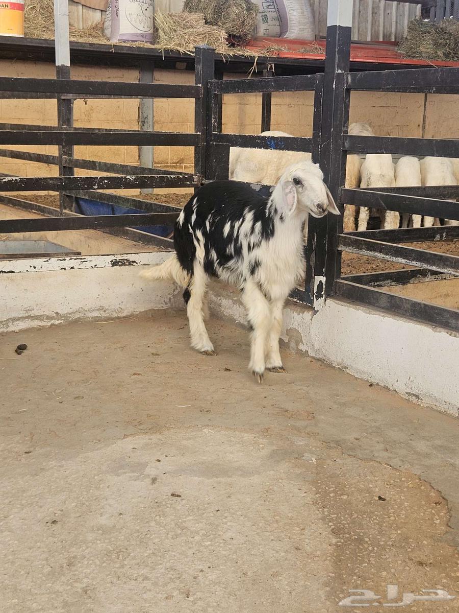 Najdi dates64558461216770110