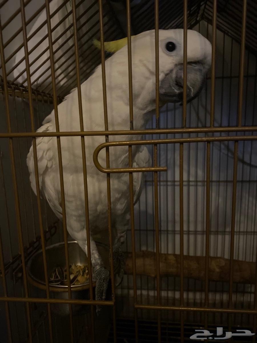 طيور   كوكاتو اليف جدا العمر 16 شهر64559252598531113