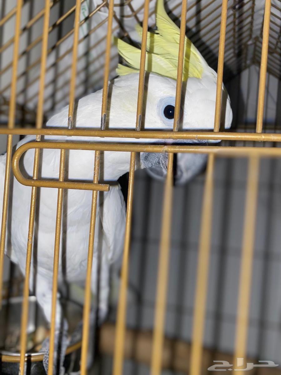 طيور   كوكاتو اليف جدا العمر 16 شهر64559252598531110