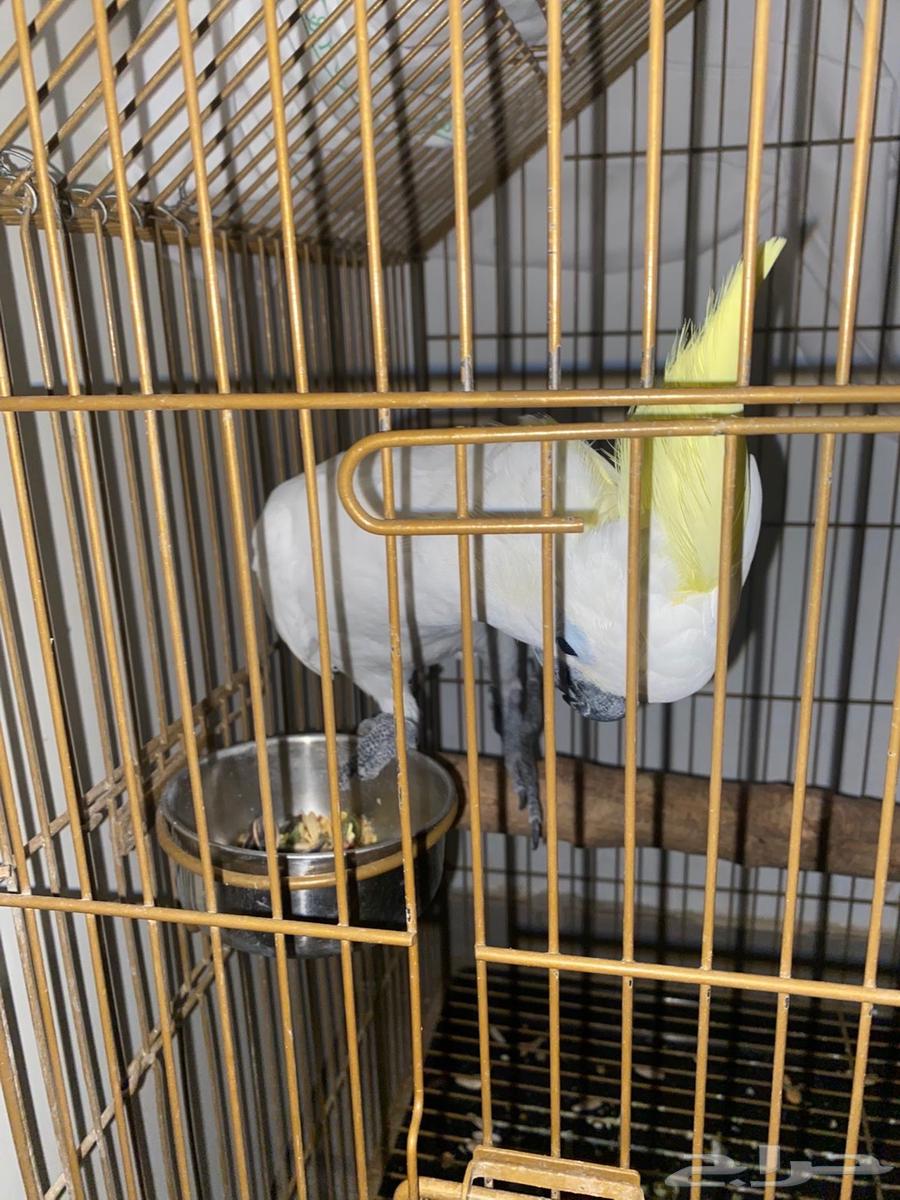 طيور   كوكاتو اليف جدا العمر 16 شهر64559252598531112