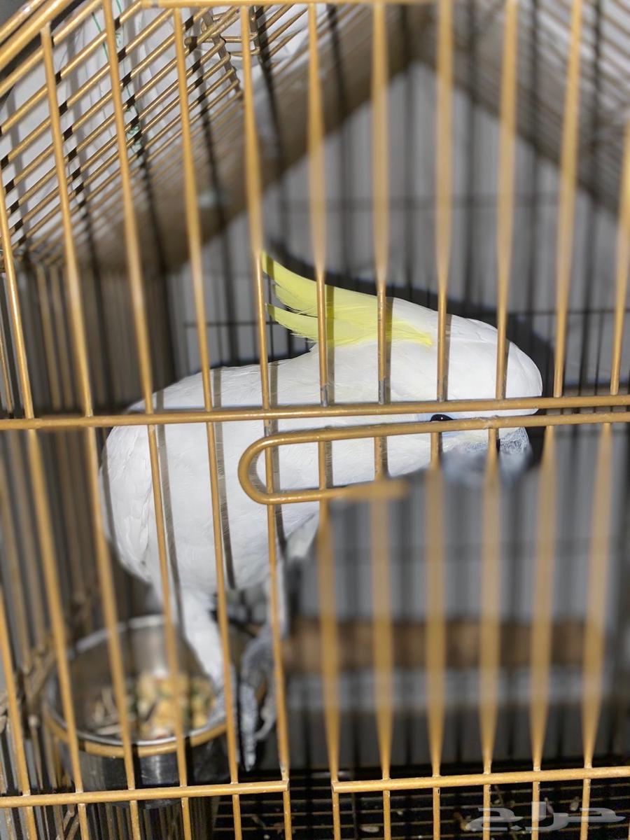 طيور   كوكاتو اليف جدا العمر 16 شهر64559252598531111