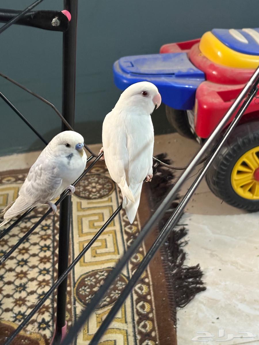 طيور للبيع64559238510467110