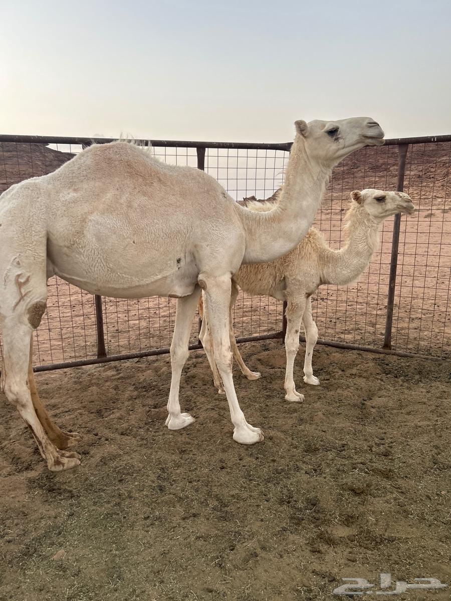 Ten sheep for sale, good, virgin, with a five-month-old lamb underneath64559323561602110