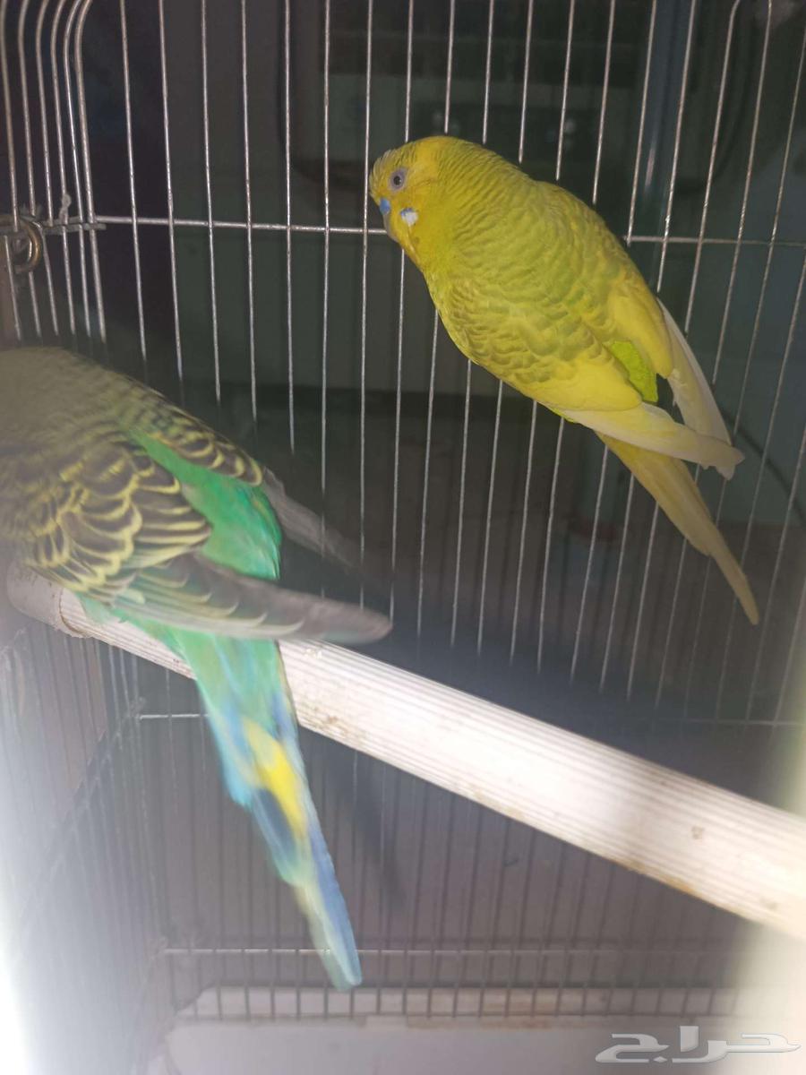 جوز بادجي منتج64564033107075111