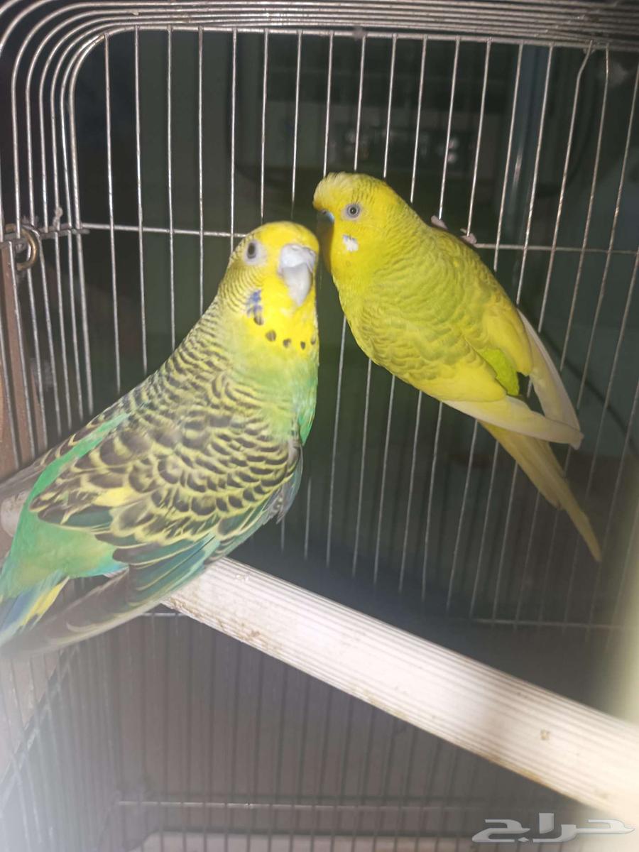 جوز بادجي منتج64564033107075110