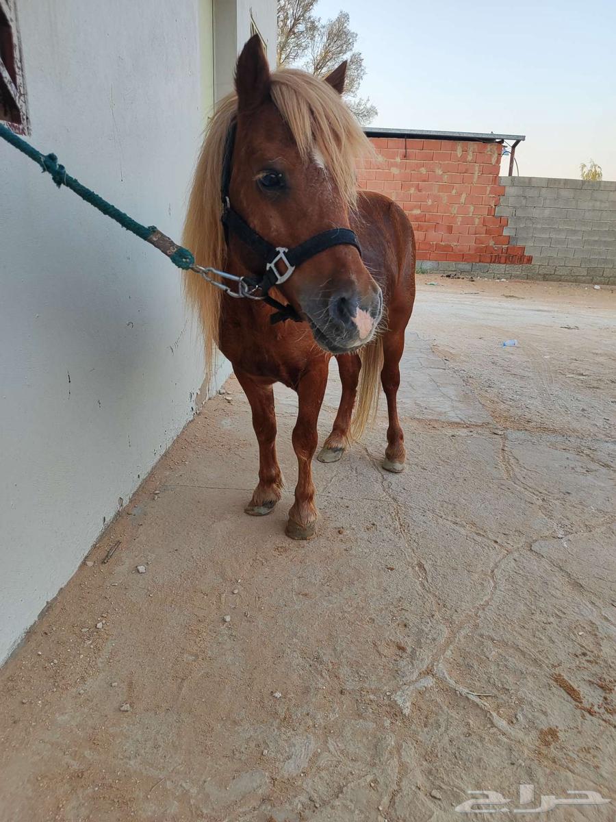 سيسي مذهب تم البيع64560823990402110