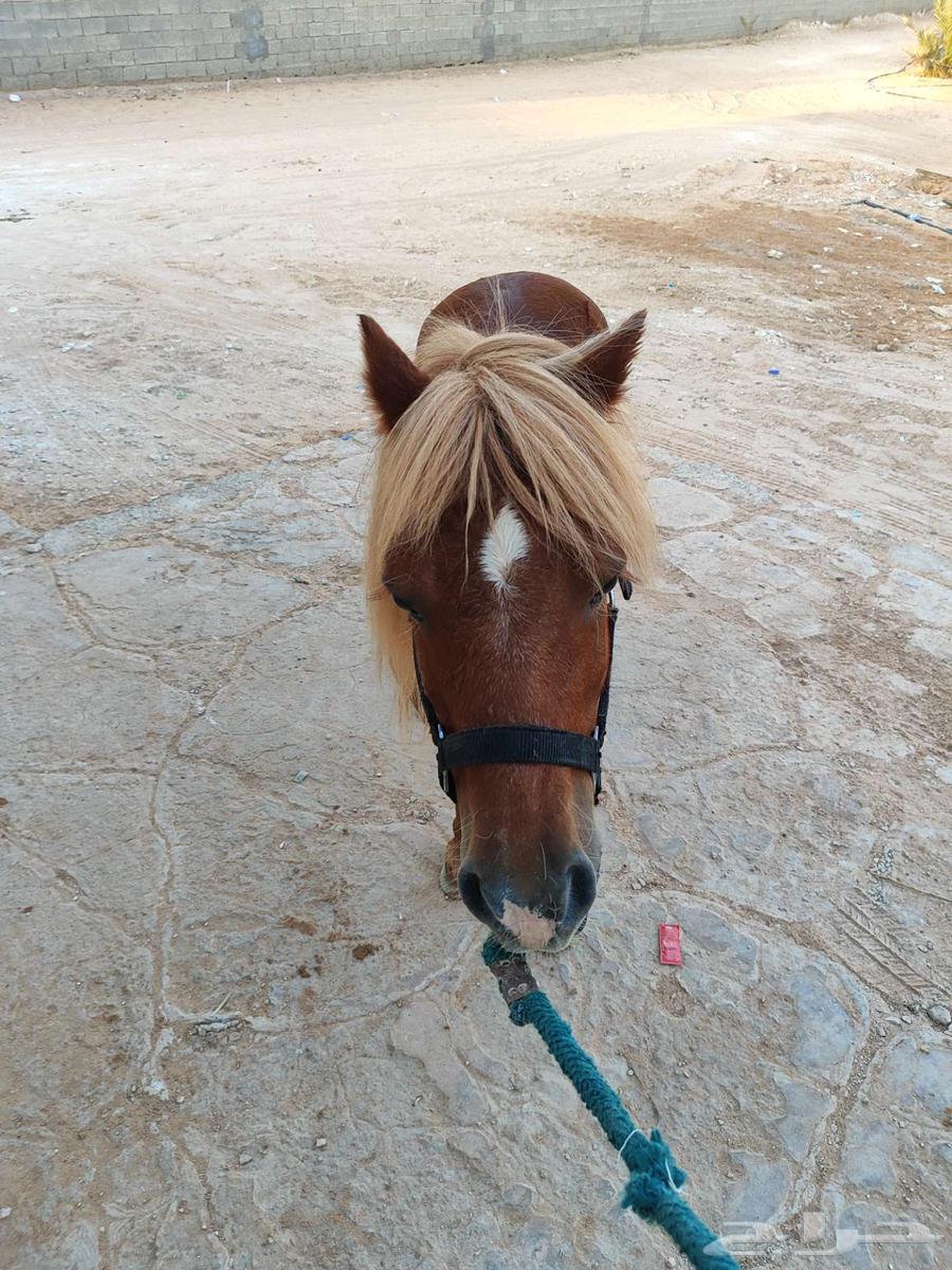 سيسي مذهب تم البيع64560823990402113