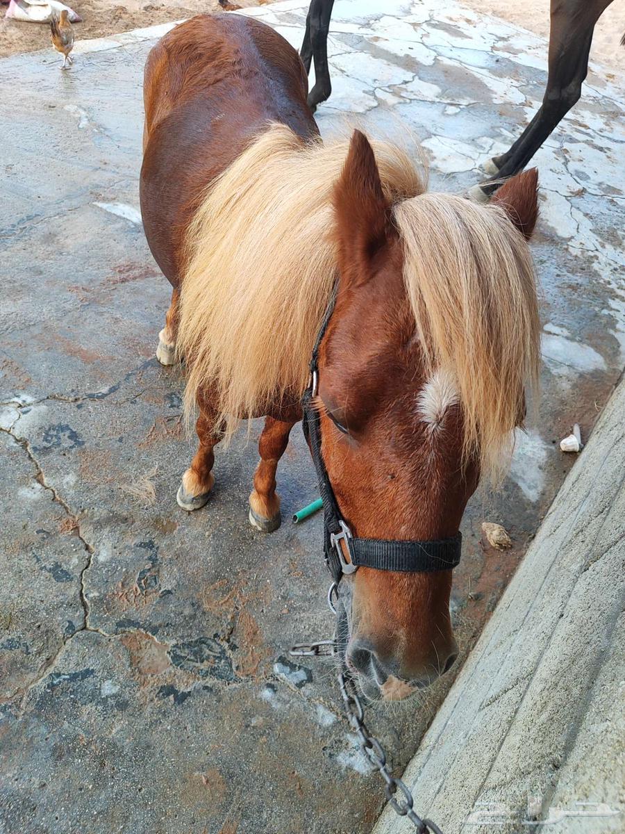 سيسي مذهب تم البيع64560823990402114