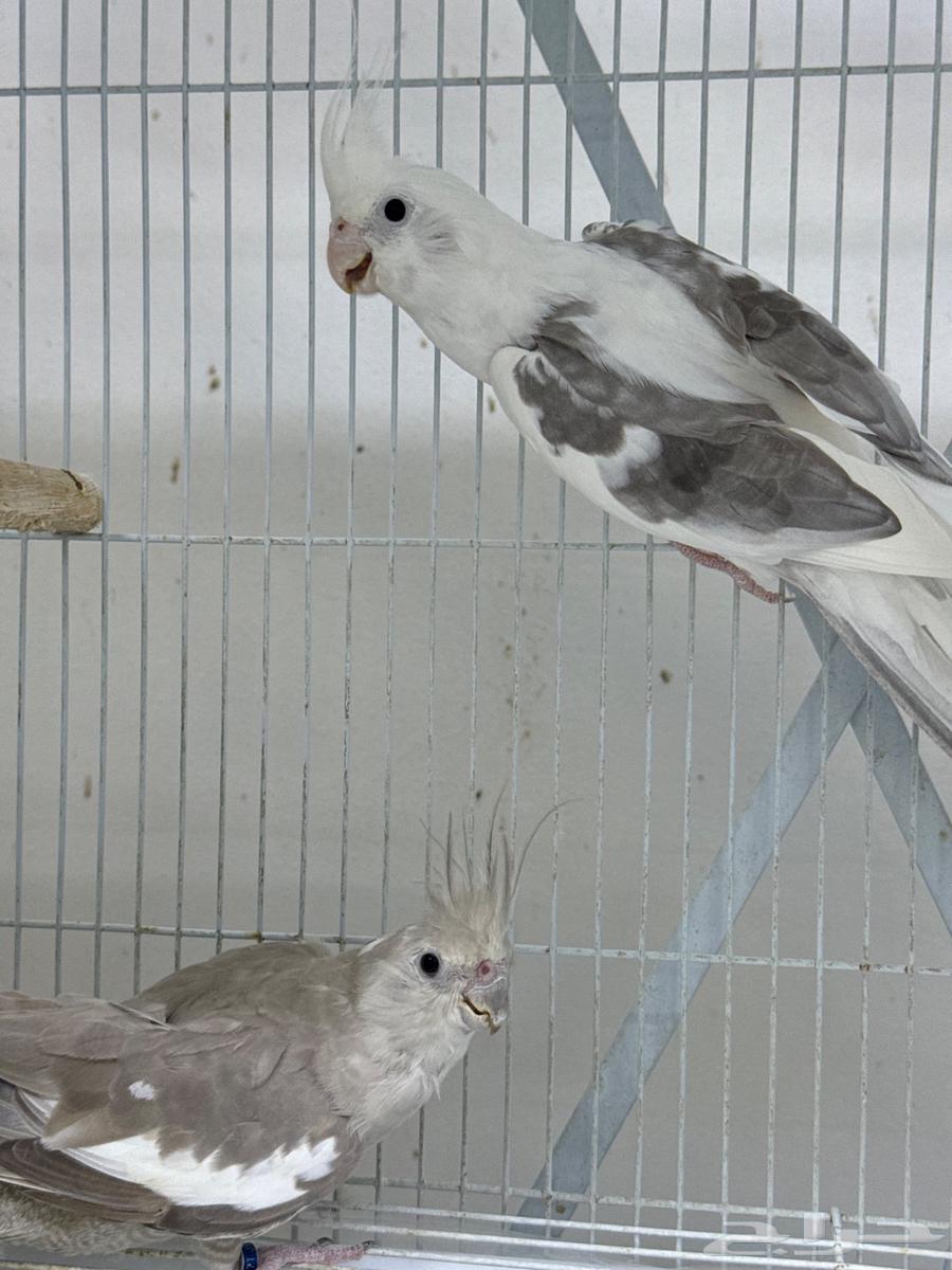 جوز كروان64556255875842110