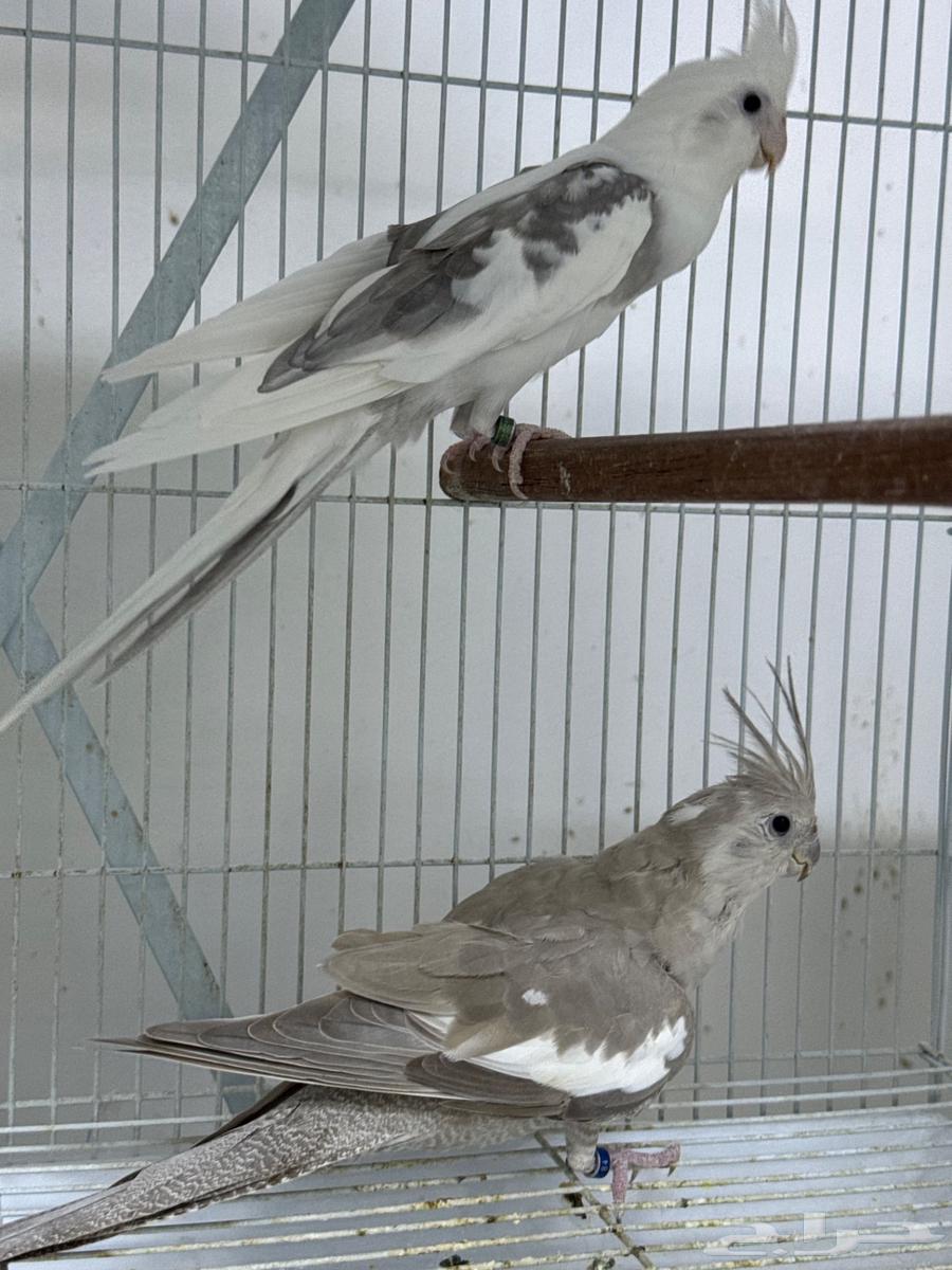 جوز كروان64556255875842111