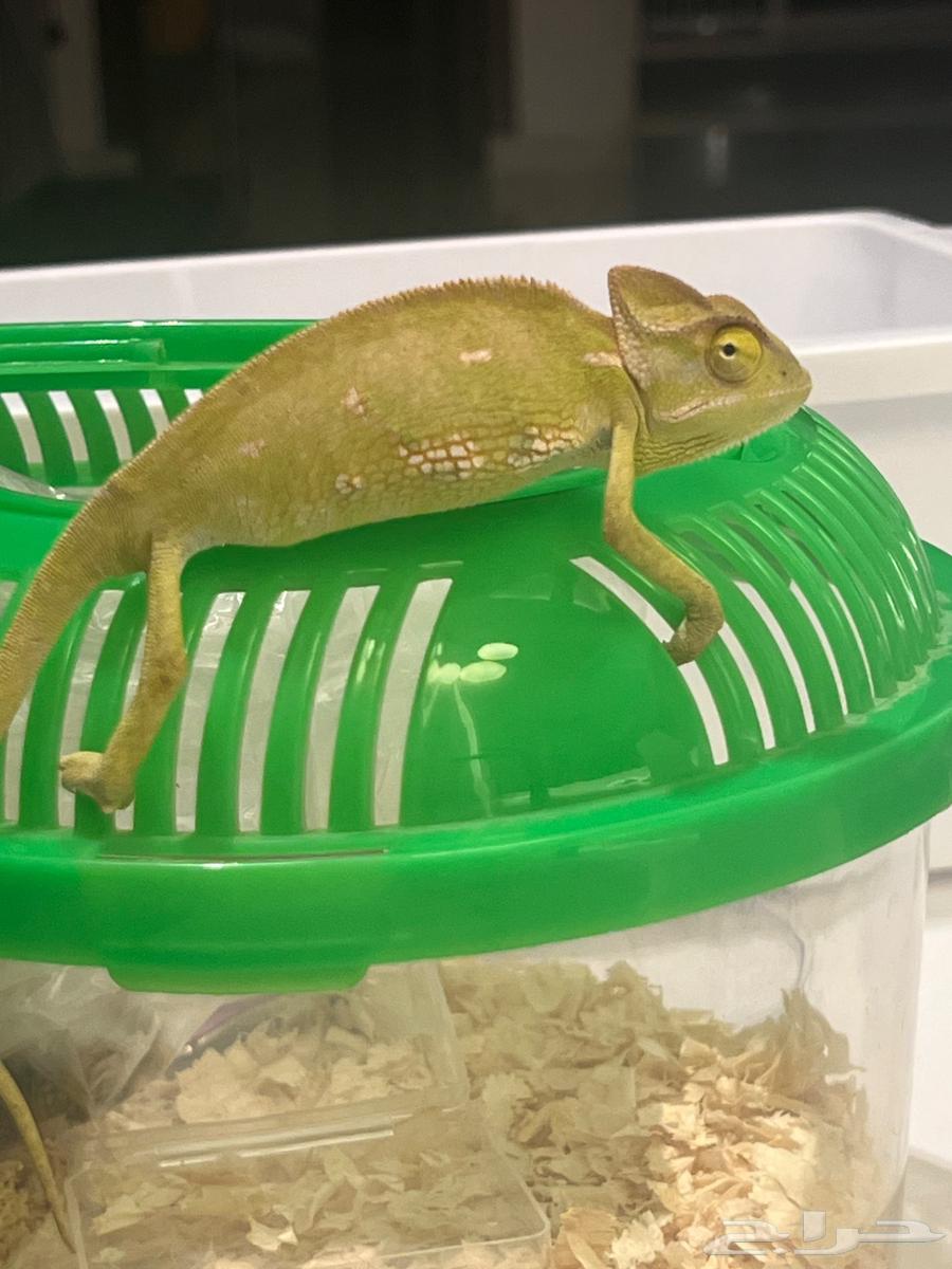 Chameleon for sale with its house64574832175619110