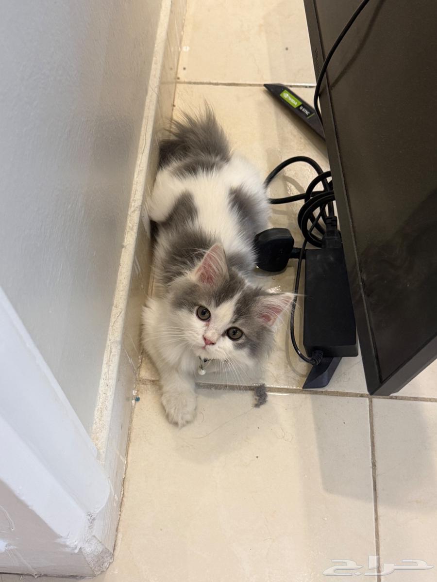 قط شيرازي للبيع64562908973697111