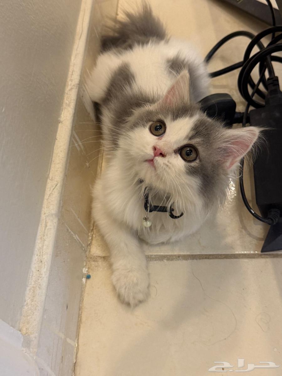 قط شيرازي للبيع64562908973697112