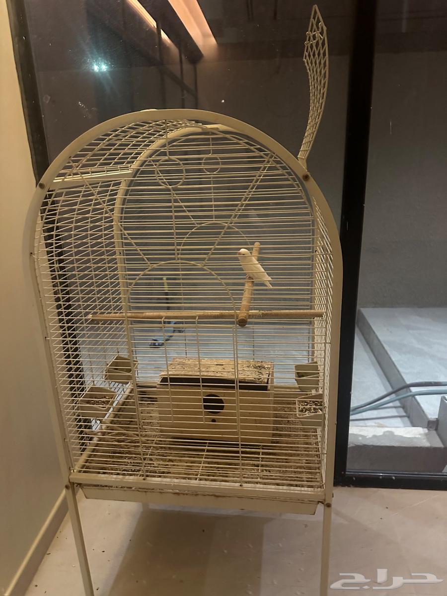 قفص للبيع64554231029123111