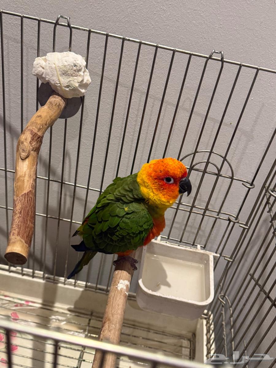 King Jindai Junior64554760402307112