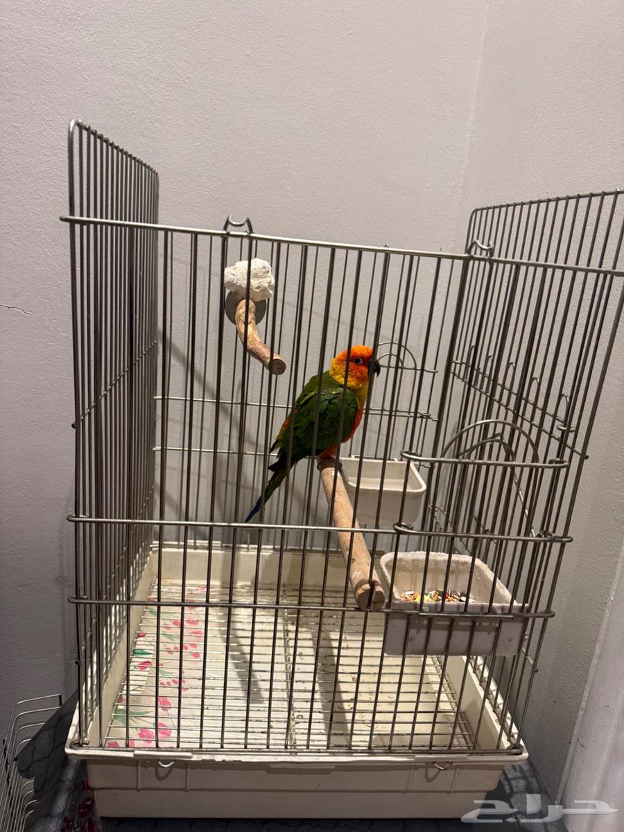 King Jindai Junior64554760402307113