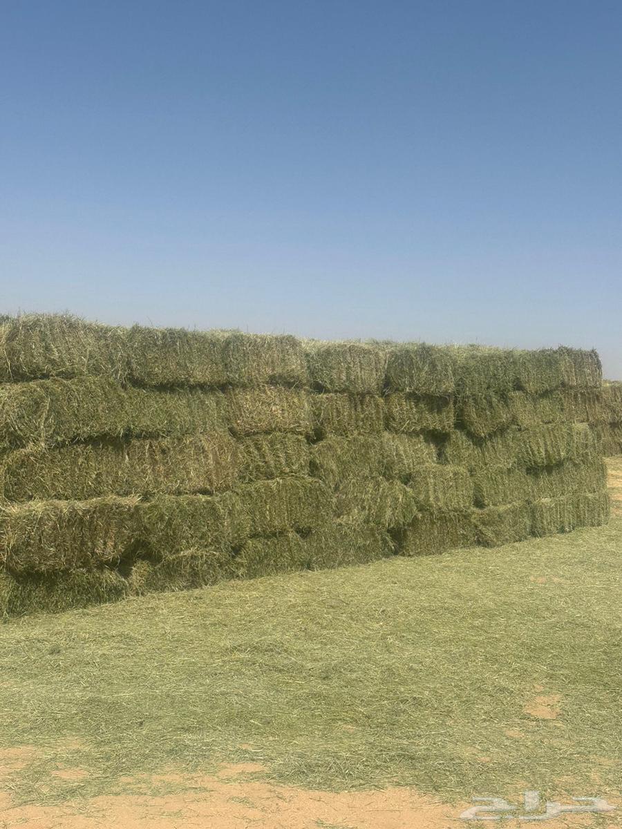 برسيم صافي جديد بأيدي سعوديه مكتمل الانبات64555040147073111