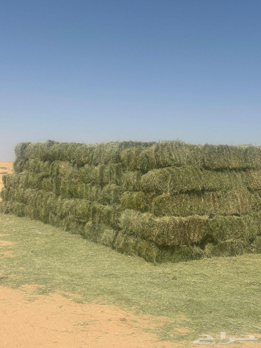 برسيم صافي جديد بأيدي سعوديه مكتمل الانبات64555040147073110