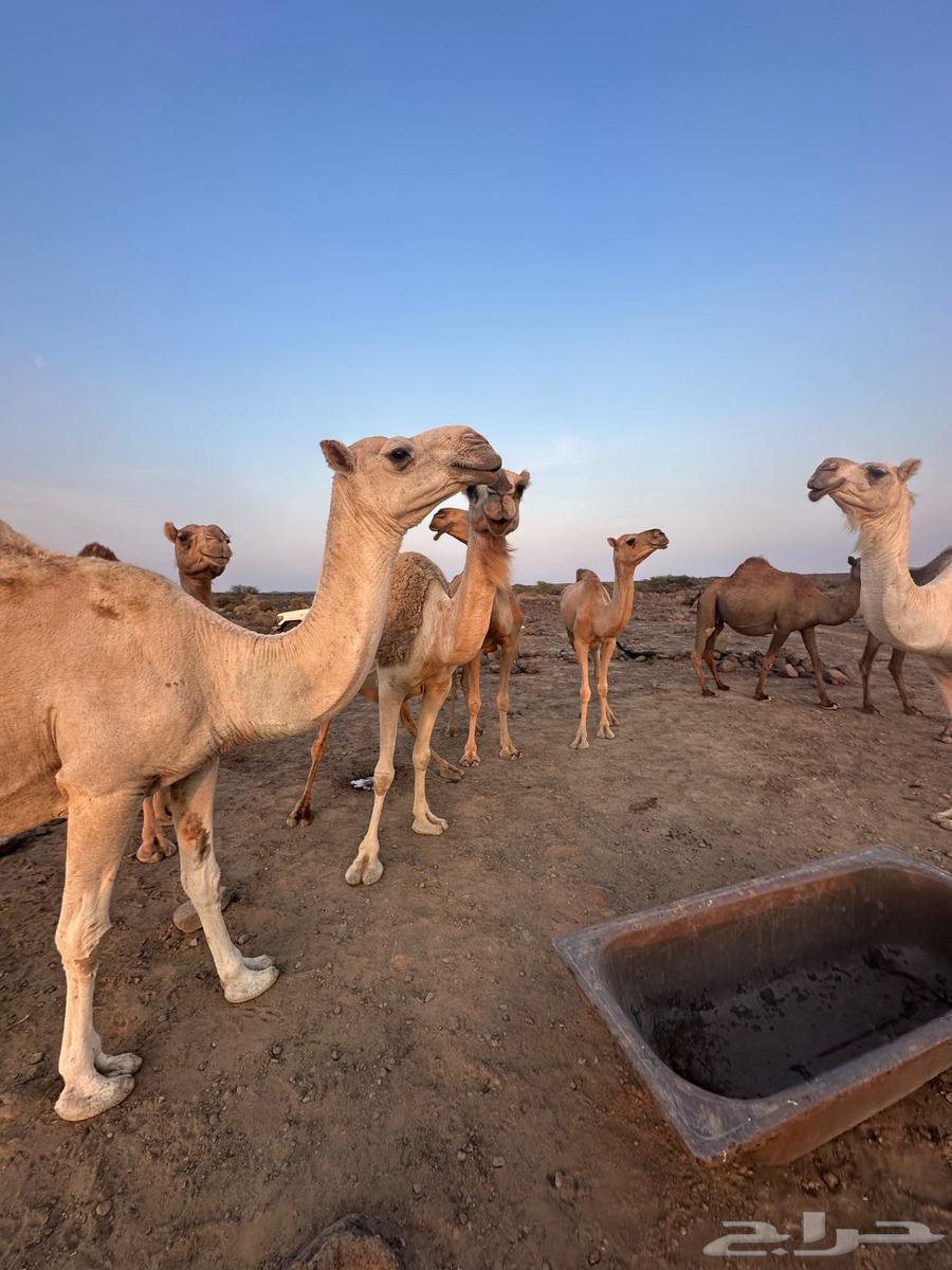 للبيع ابل عددها 13 فيها 12 لقحه64555138176899112