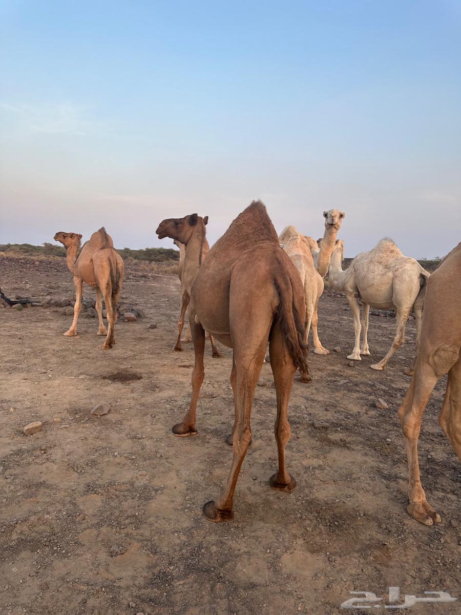 للبيع ابل عددها 13 فيها 12 لقحه64555138176899110