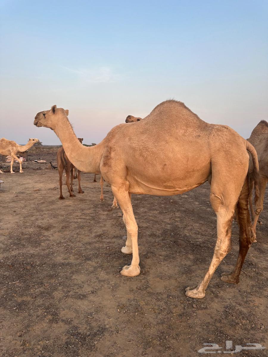 للبيع ابل عددها 13 فيها 12 لقحه64555138176899111