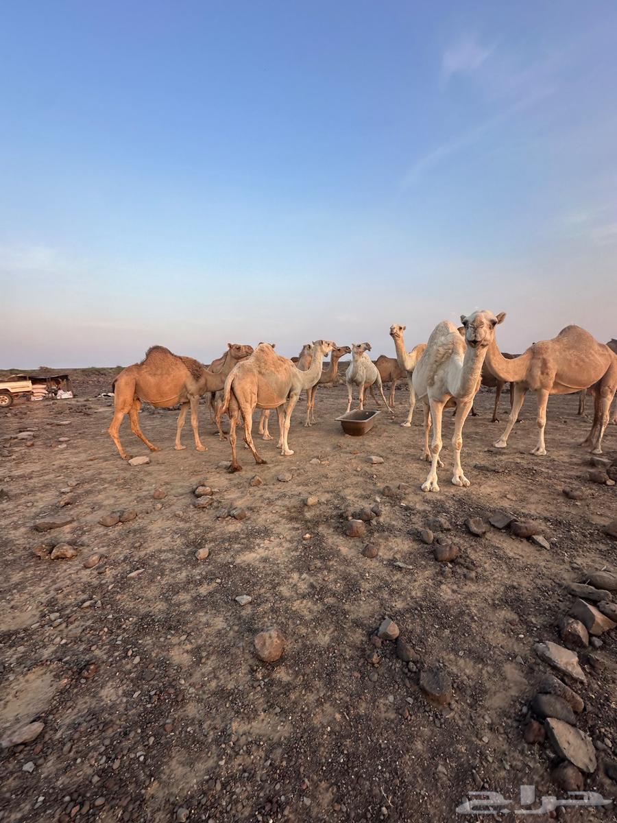 للبيع ابل عددها 13 فيها 12 لقحه64555138176899113