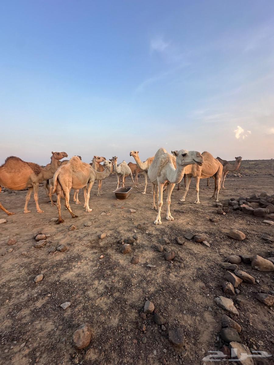 للبيع ابل عددها 13 فيها 12 لقحه64555138176899114